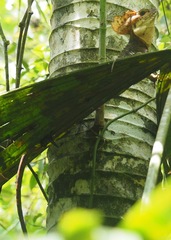 Basiliscus galeritus