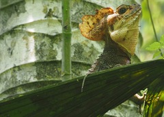 Basiliscus galeritus