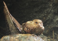 Steatornis caripensis