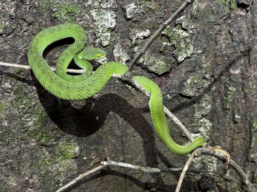 Phitsanulok Pitviper