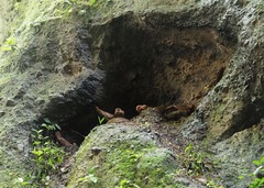 Steatornis caripensis