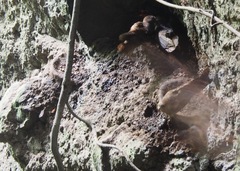 Steatornis caripensis