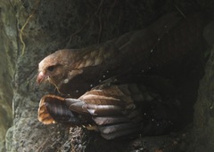 Steatornis caripensis