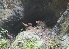 Steatornis caripensis