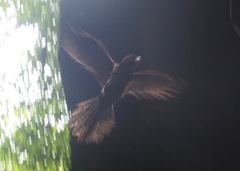 Steatornis caripensis