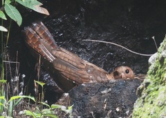 Steatornis caripensis