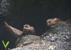 Steatornis caripensis