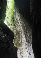 Steatornis caripensis