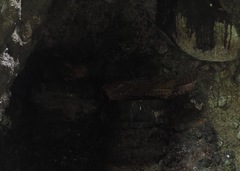 Steatornis caripensis