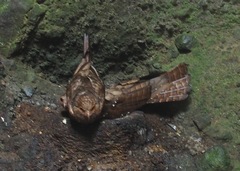 Steatornis caripensis
