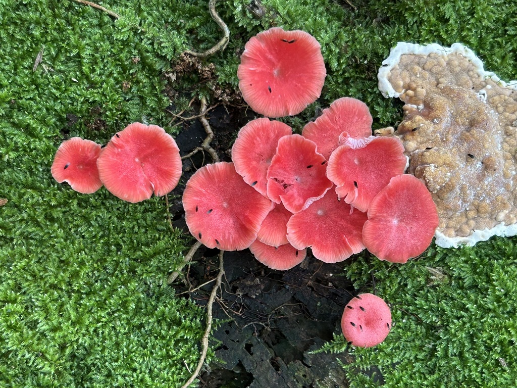 Mycena roseilignicola