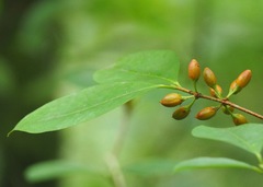 Erythroxylum coca