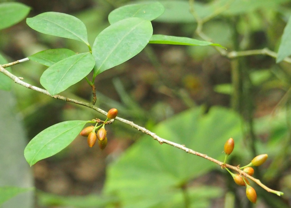 Erythroxylum coca, Metropolitan District of Quito, Ecuador
