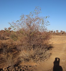 Ziziphus mucronata subsp. mucronata image