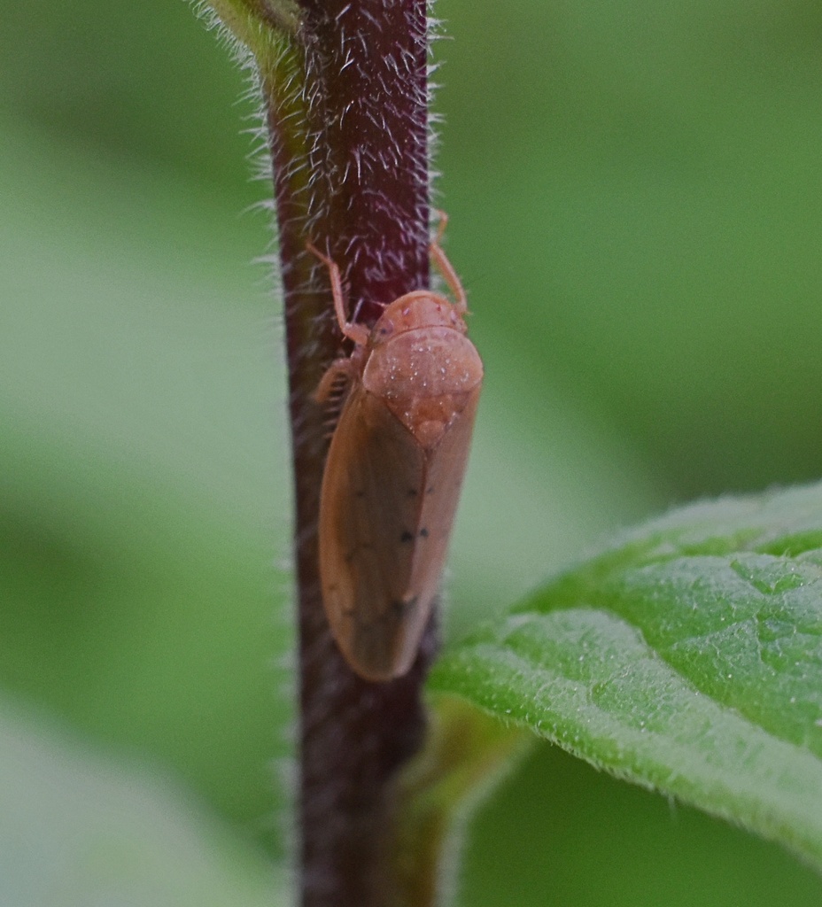 Ponana aenea
