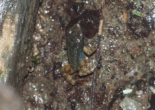 Gloriosa Rocket Frog, Hyloxalus toachi