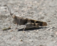 Leprus