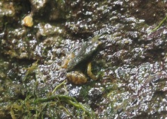 Hyloxalus toachi