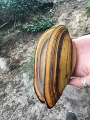 Unionoidea