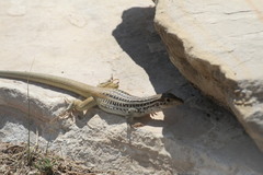 Aspidoscelis scalaris