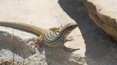Aspidoscelis scalaris