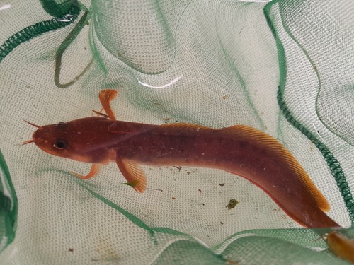 Threebeard rockling (Gaidropsarus vulgaris) — Lotidae — 3