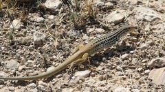 Aspidoscelis scalaris