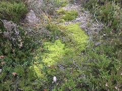 Racomitrium ericoides