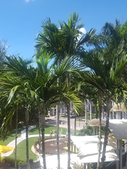 Ptychosperma elegans