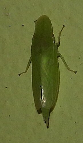 Hecalus pallescens observed 2025-06-02
