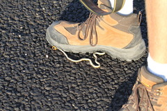 Diadophis punctatus regalis