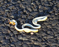 Diadophis punctatus regalis