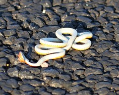 Diadophis punctatus regalis