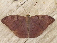 Adoliadini