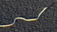 Diadophis punctatus regalis