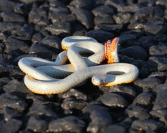 Diadophis punctatus regalis