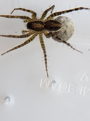 Pardosa