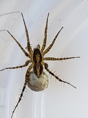 Pardosa