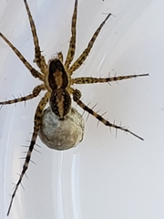 Pardosa