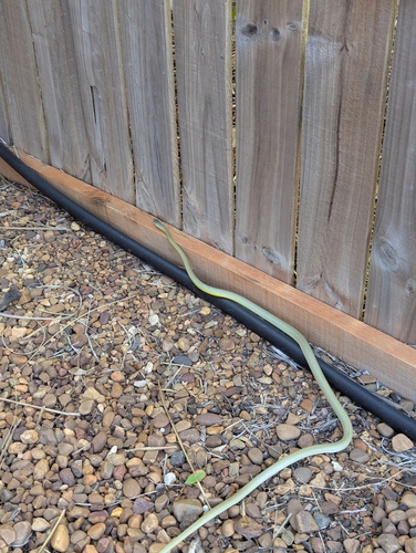 Common Tree Snake sighting