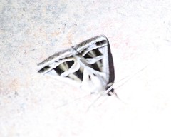 Callistege intercalaris