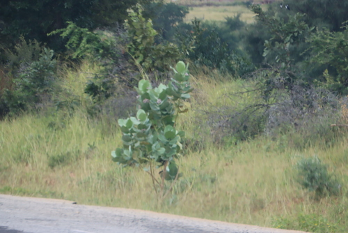 giant milkweed
