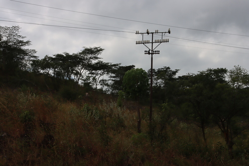 Brachystegia spiciformis, photograph 6