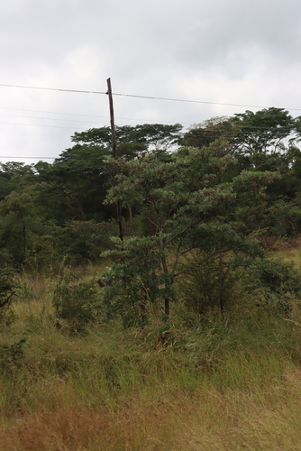 silver terminalia