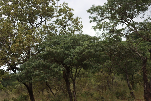 Brachystegia spiciformis, photograph 5