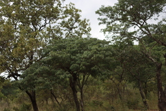 (c) Tony Rebelo, some rights reserved (CC BY-SA) Brachystegia spiciformis, photograph (c) Tony Rebelo, some rights reserved (CC BY-SA)