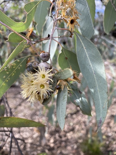 Eucalyptus caleyi observed 2025-05-31