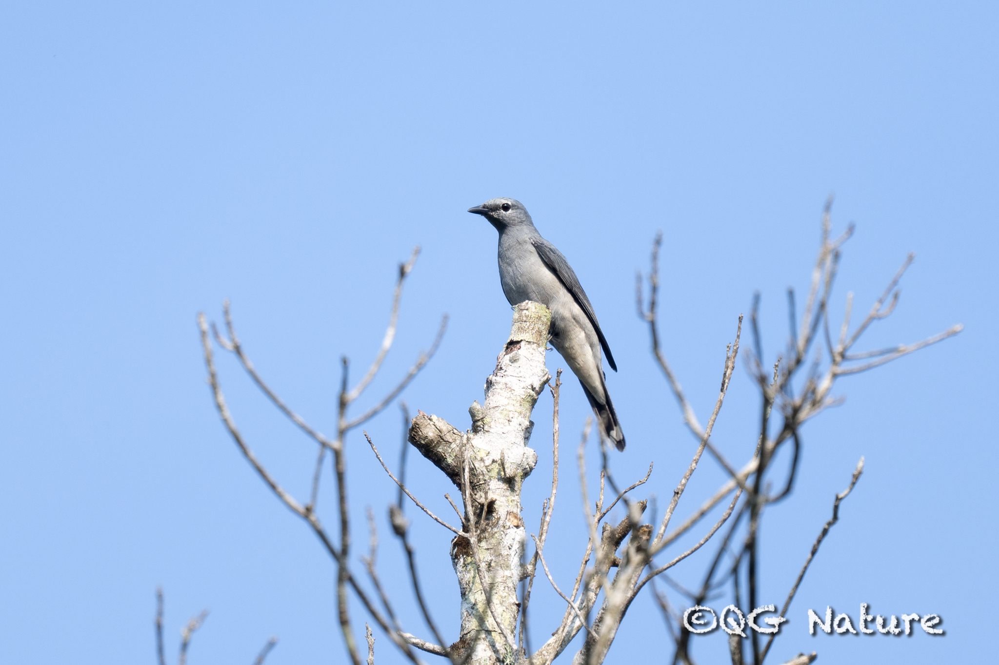 Black-winged Cuckooshrike