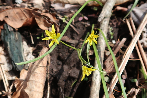 Gagea vaginata iNat (1)