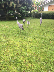 Grus canadensis image